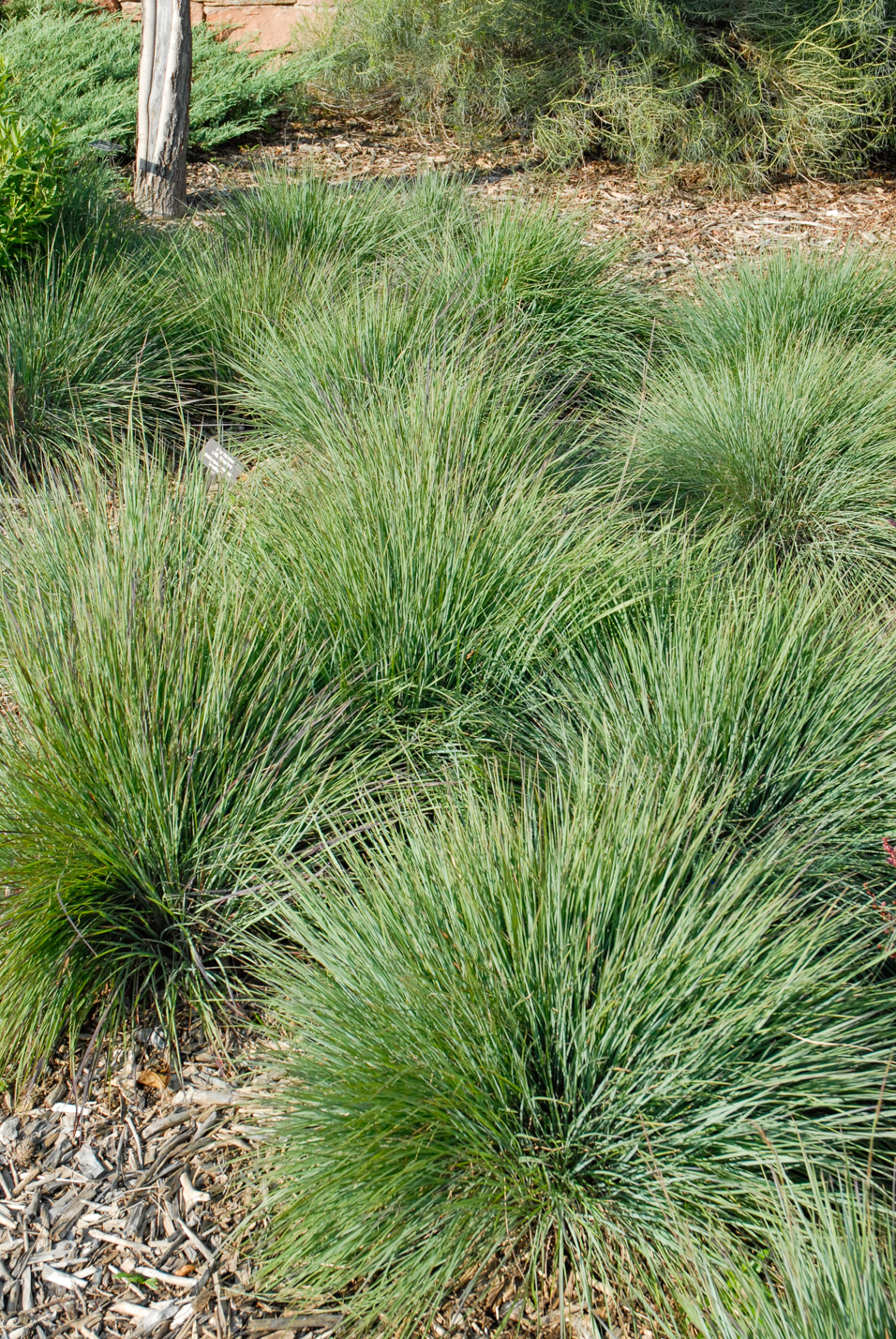 Blue Heaven Little Bluestem